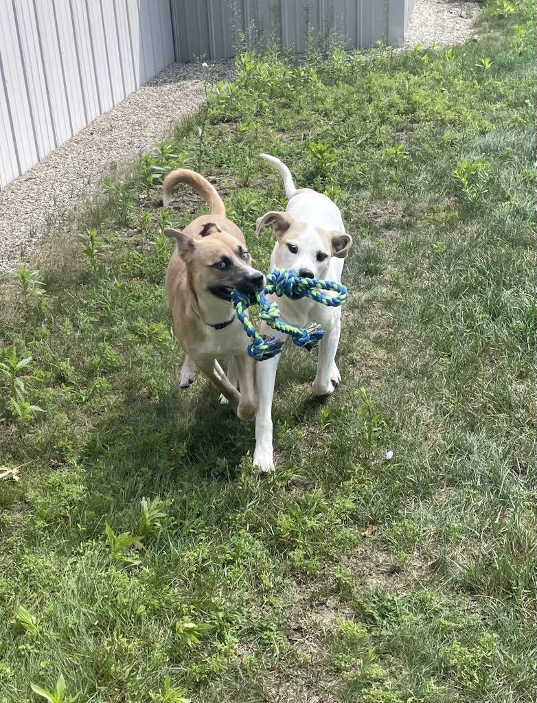 Enlarge Dublin, a Adoptable mixed breed in Midland, MI image 2/5