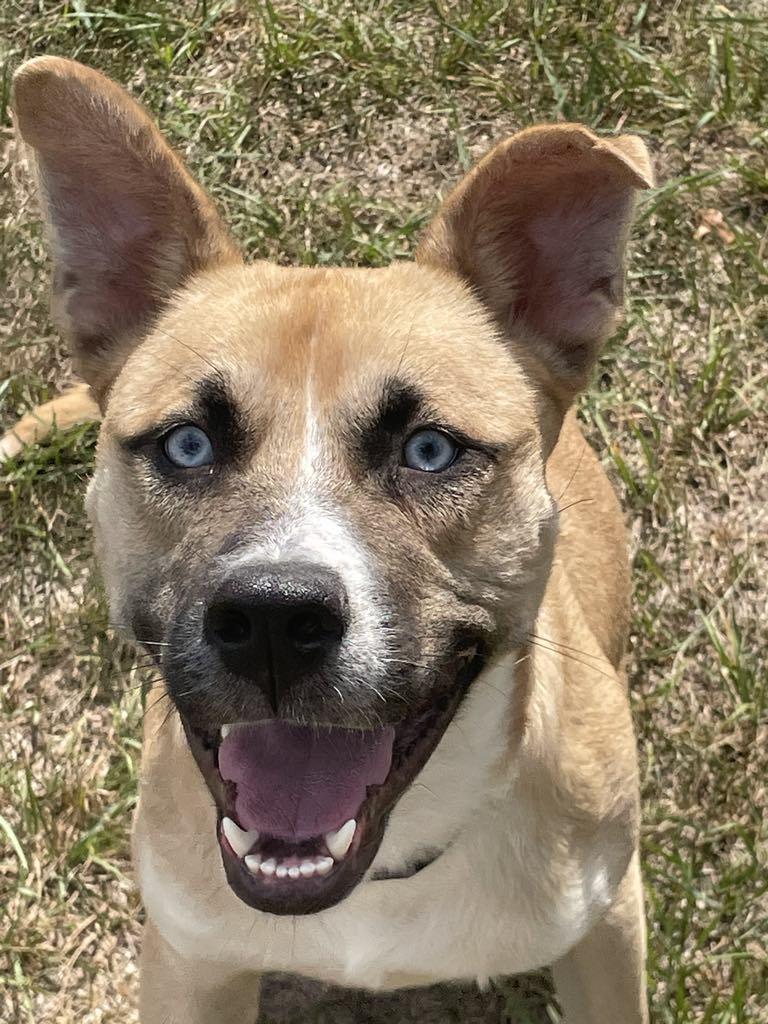 Dublin, Adoptable, Young Male Husky.