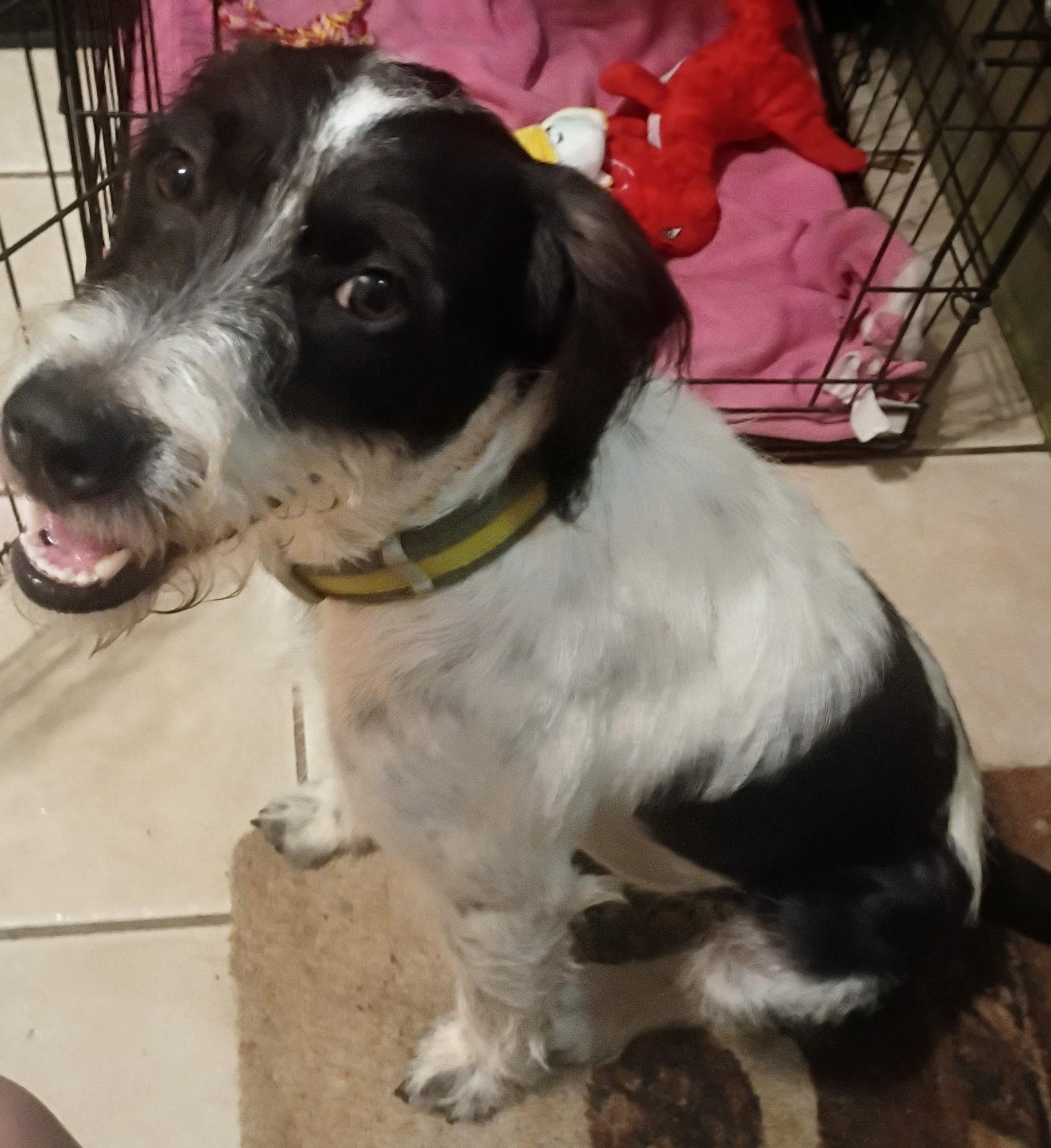 Enlarge FRITZ, a Adopted mixed breed in phenix city, AL image 3/3