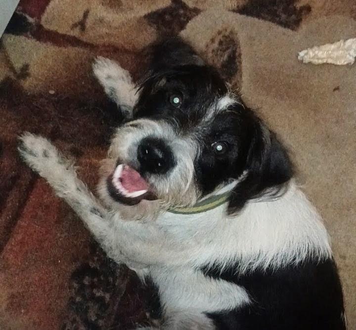 Enlarge FRITZ, a Adopted mixed breed in phenix city, AL image 2/3