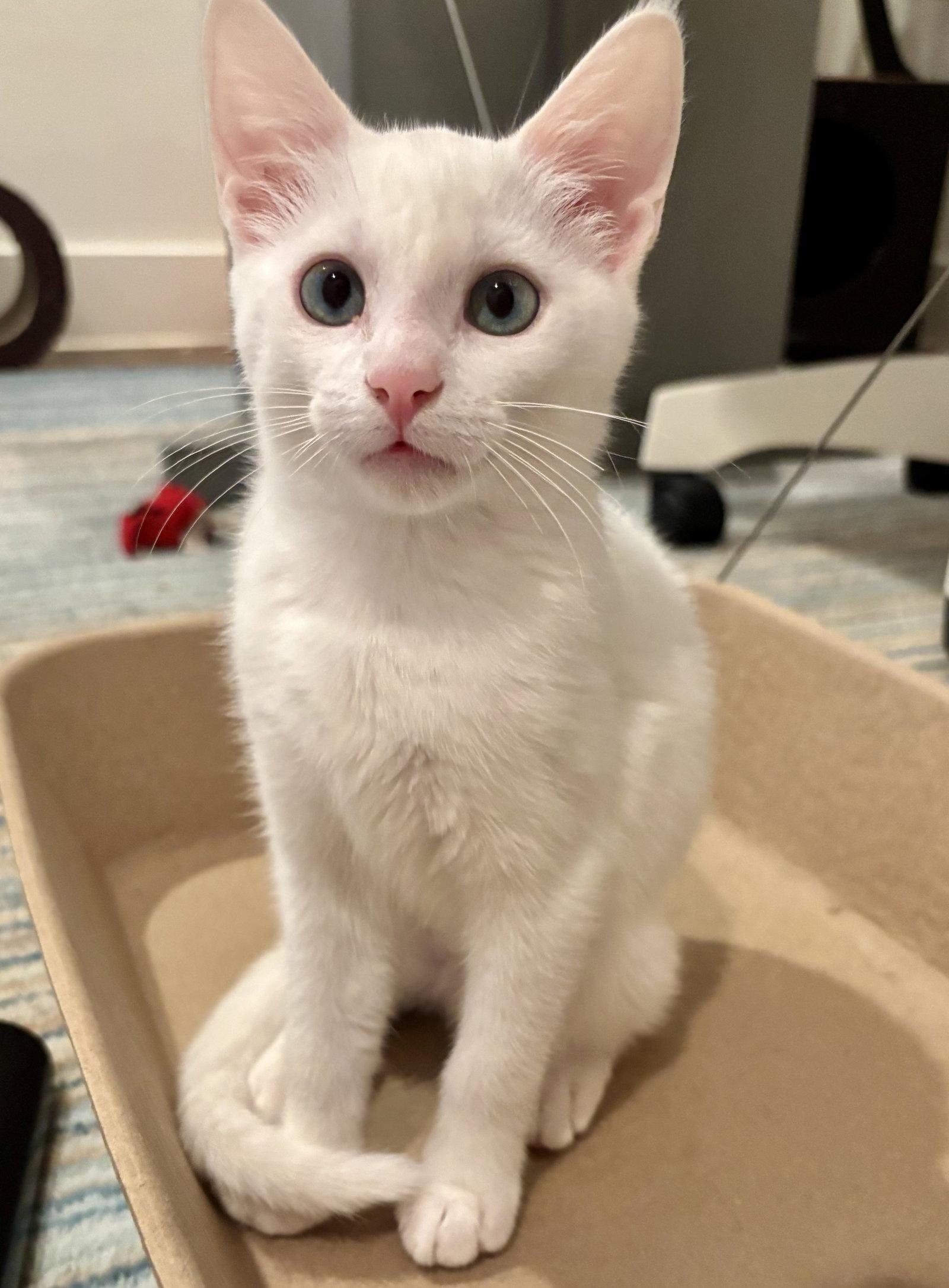 Alexis, a Adoptable Domestic Short Hair in Garland, TX image 1/3