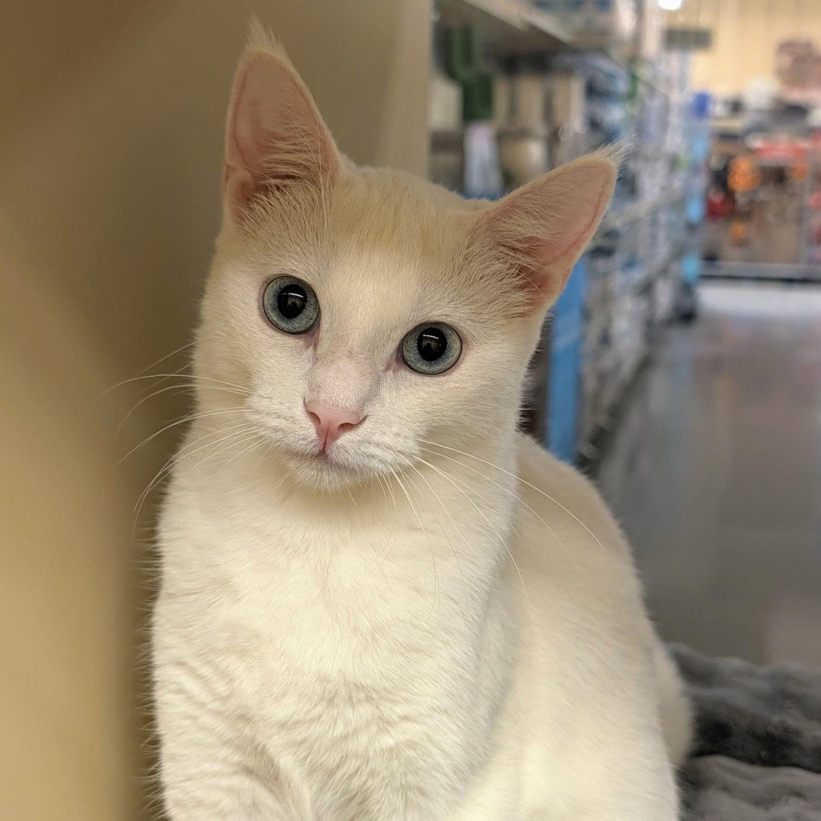 Enlarge Alexis, a Adoptable Domestic Short Hair in Garland, TX image 2/3