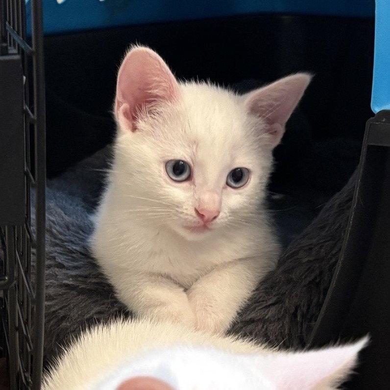 Alexis, a Adoptable Domestic Short Hair in Garland, TX image 3/3