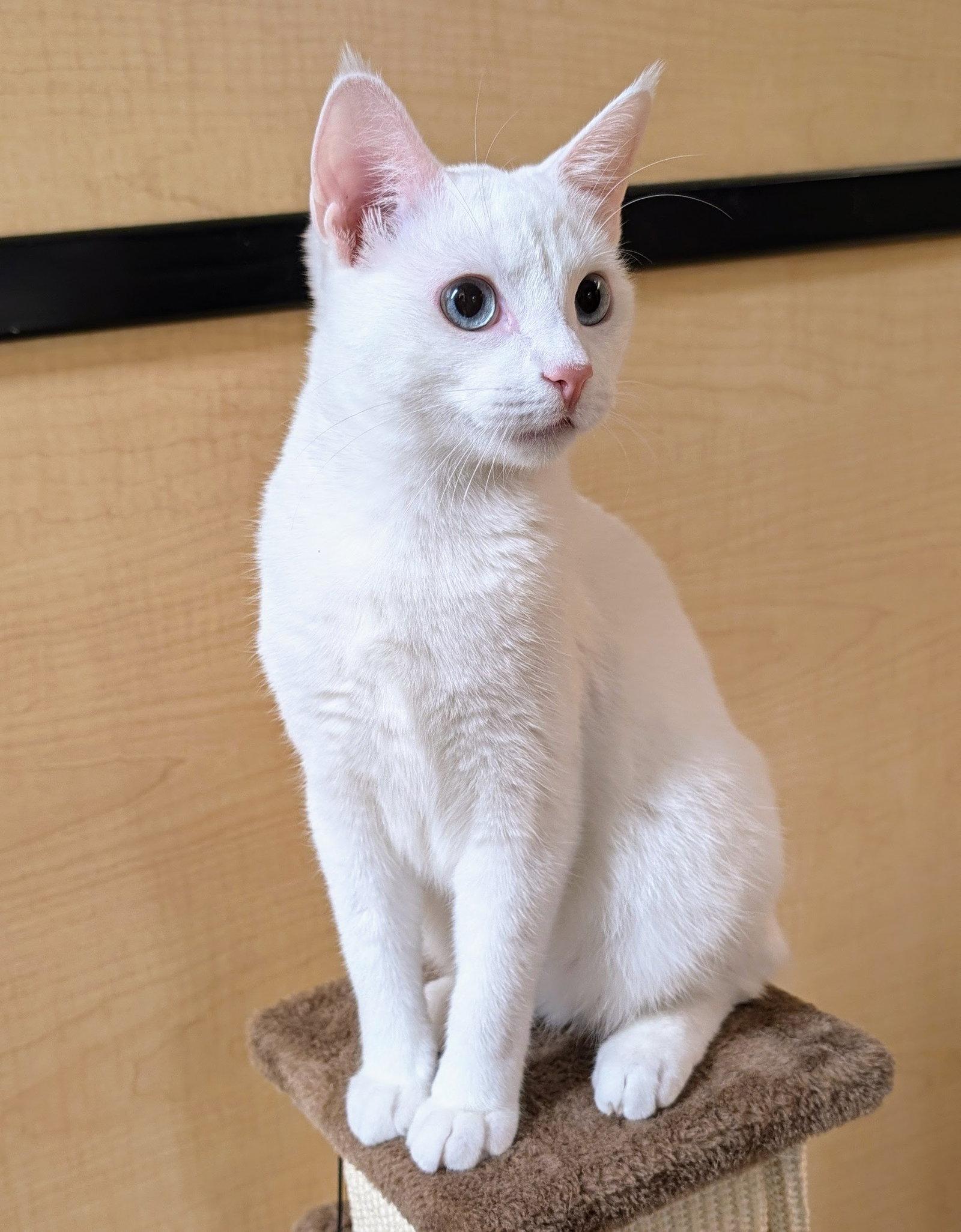 Enlarge Alexis, a Adoptable Domestic Short Hair in Garland, TX image 3/3