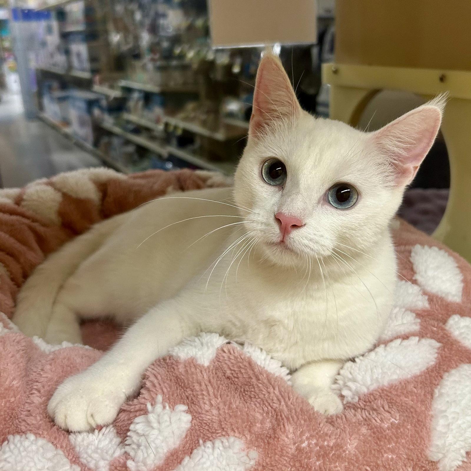 Alexis, Adoptable, Kitten Female Domestic Short Hair.
