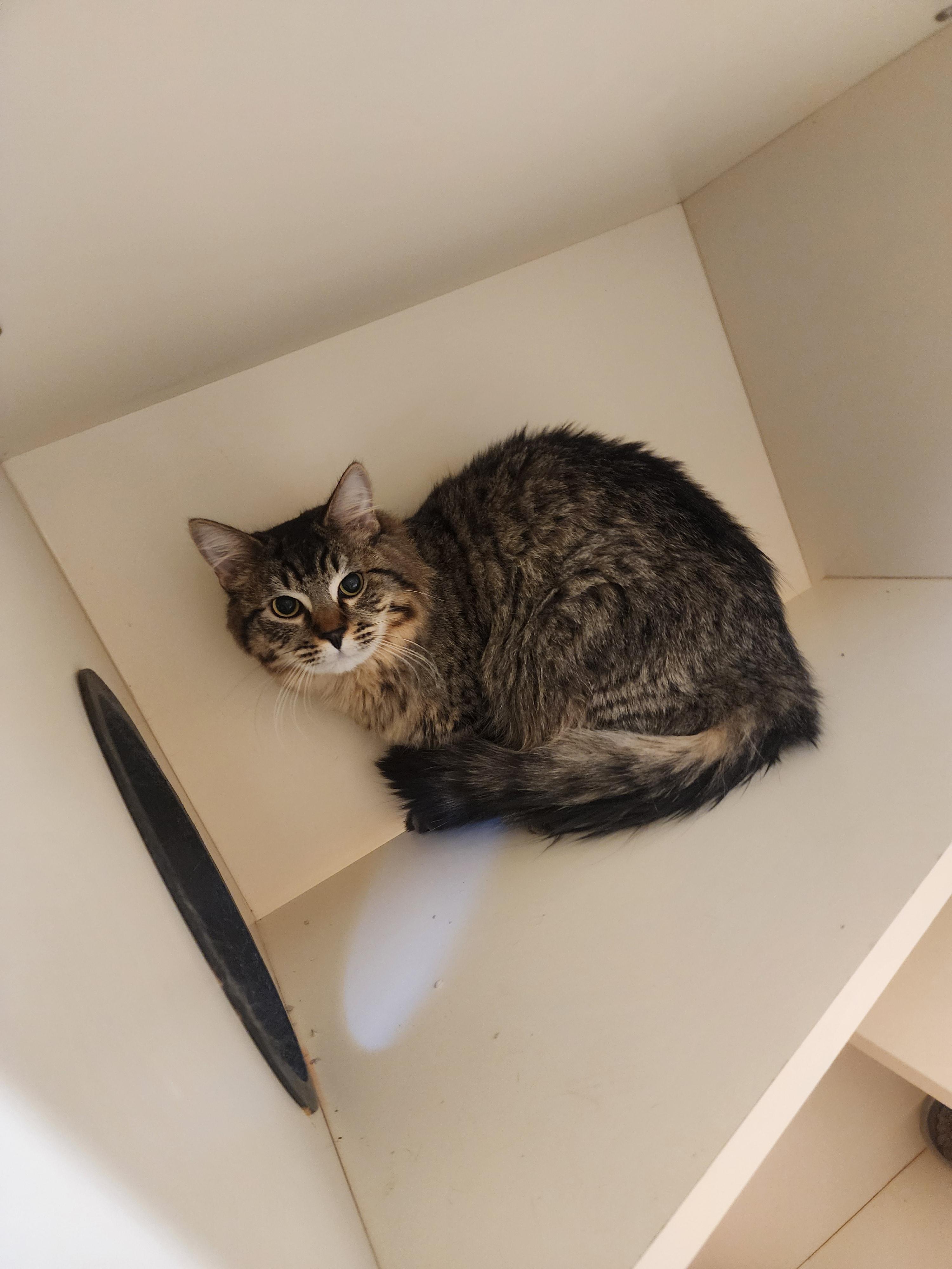 B14, ADOPTABLE, Adult Male Domestic Long Hair.