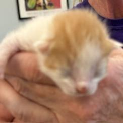 George, Adoptable, Kitten Male Domestic Short Hair.