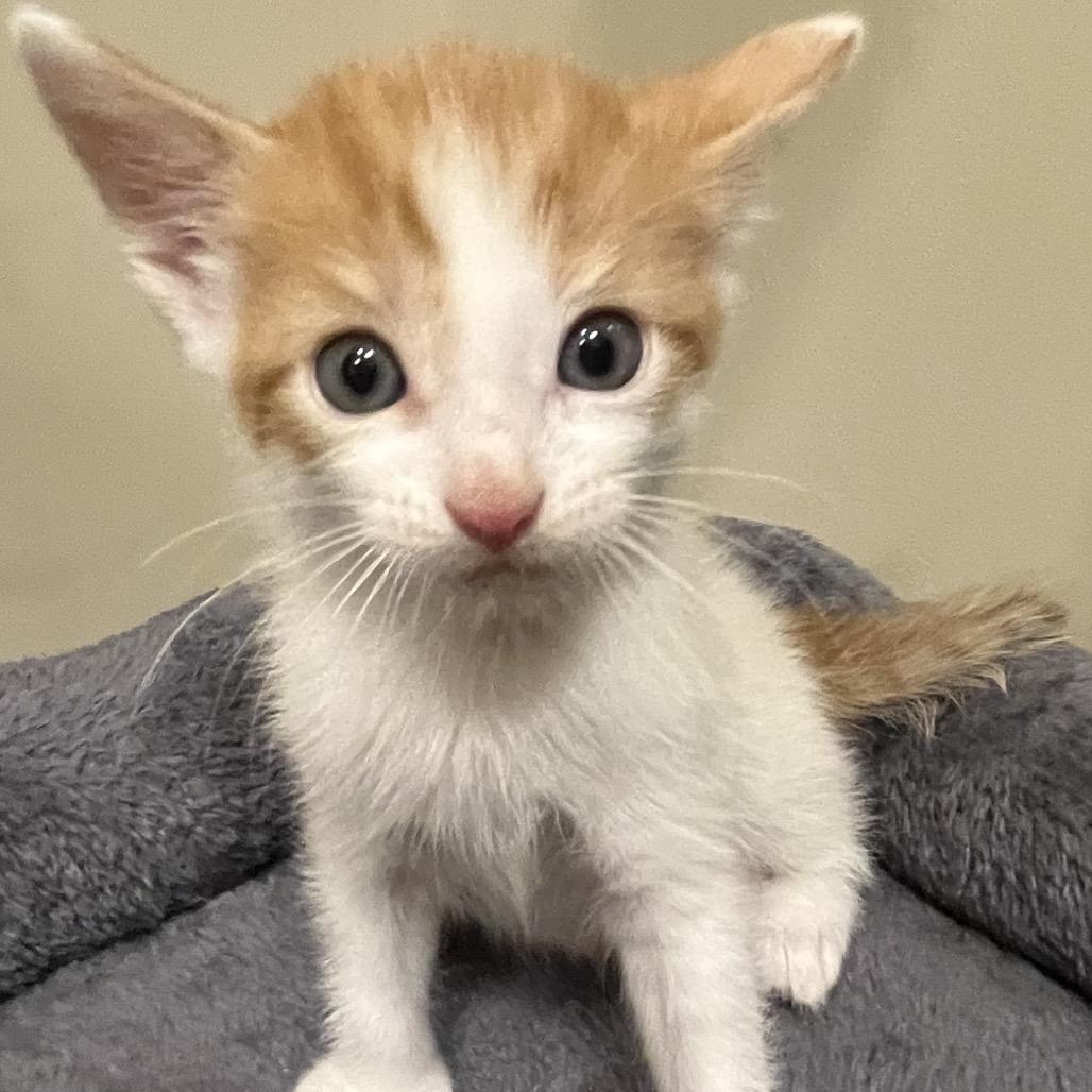 Enlarge George, a Adoptable Domestic Short Hair in Greensboro, GA image 2/2