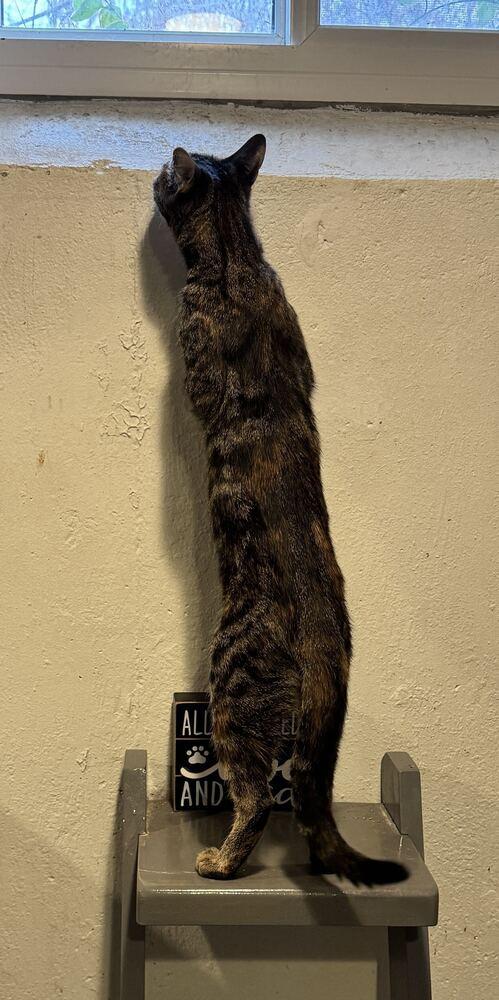 Mautty, Adoptable, Young Female Domestic Short Hair.