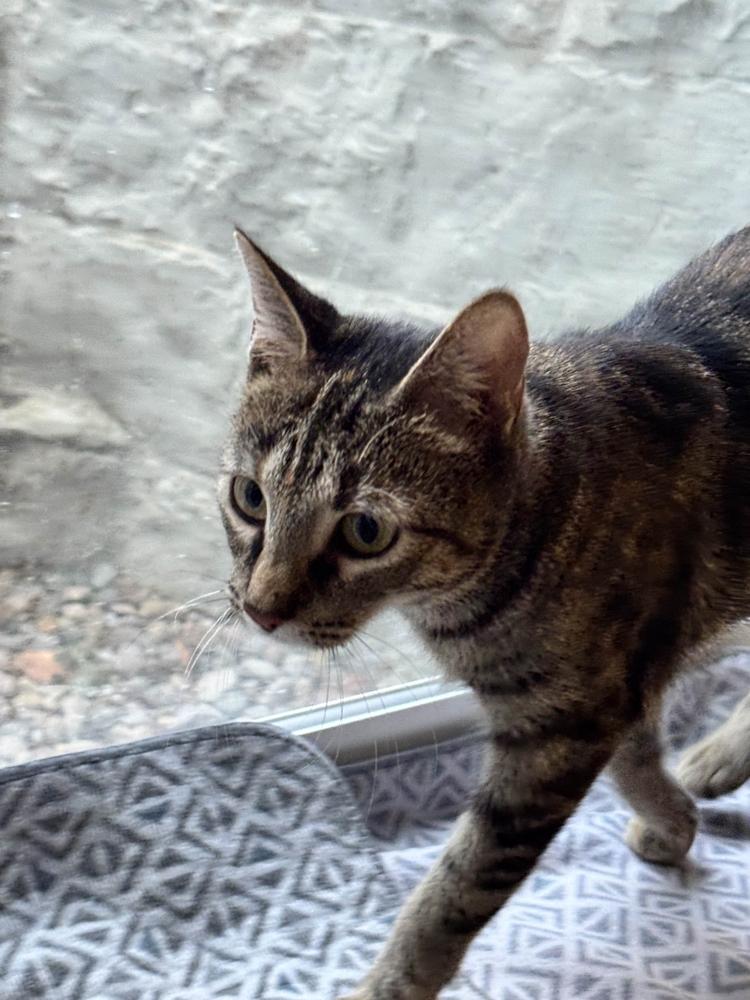 Enlarge Mautty, a Adoptable mixed breed in Grand Rapids, MI image 2/6