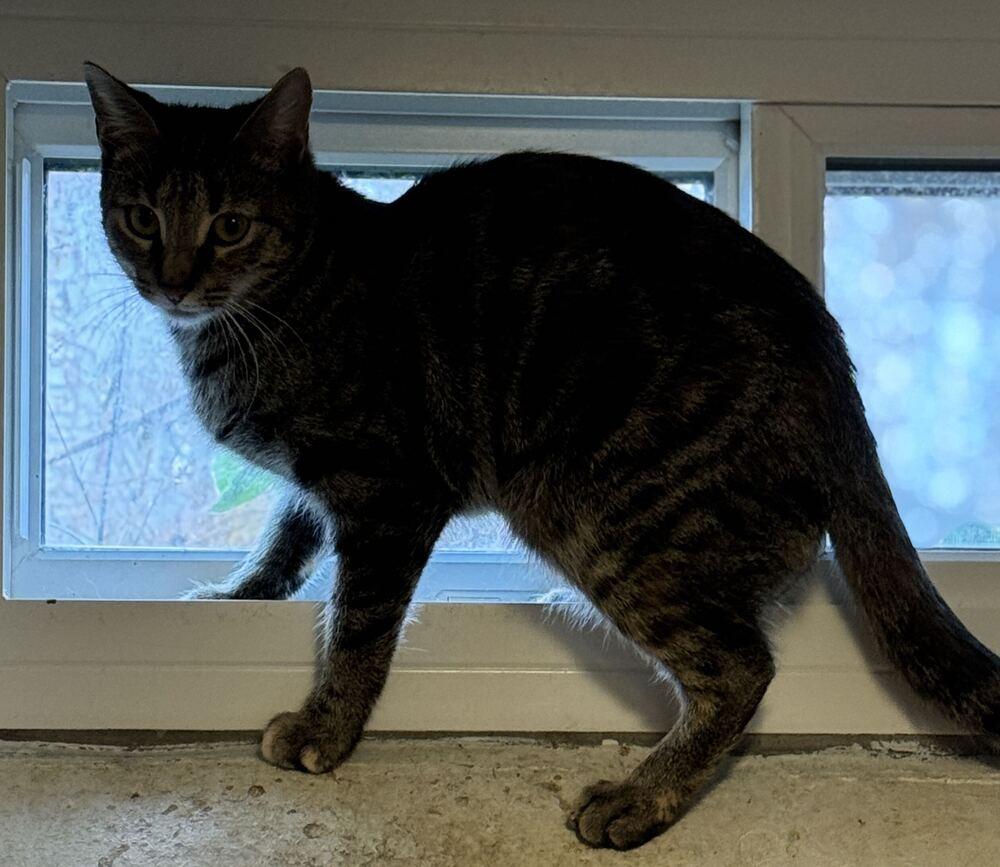 Enlarge Mautty, a Adoptable mixed breed in Grand Rapids, MI image 4/6