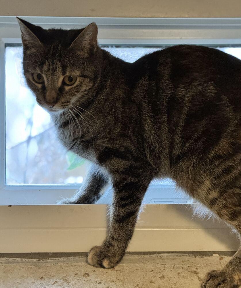 Enlarge Mautty, a Adoptable mixed breed in Grand Rapids, MI image 5/6