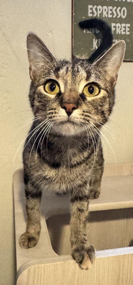 Enlarge Mautty, a Adoptable mixed breed in Grand Rapids, MI image 6/6