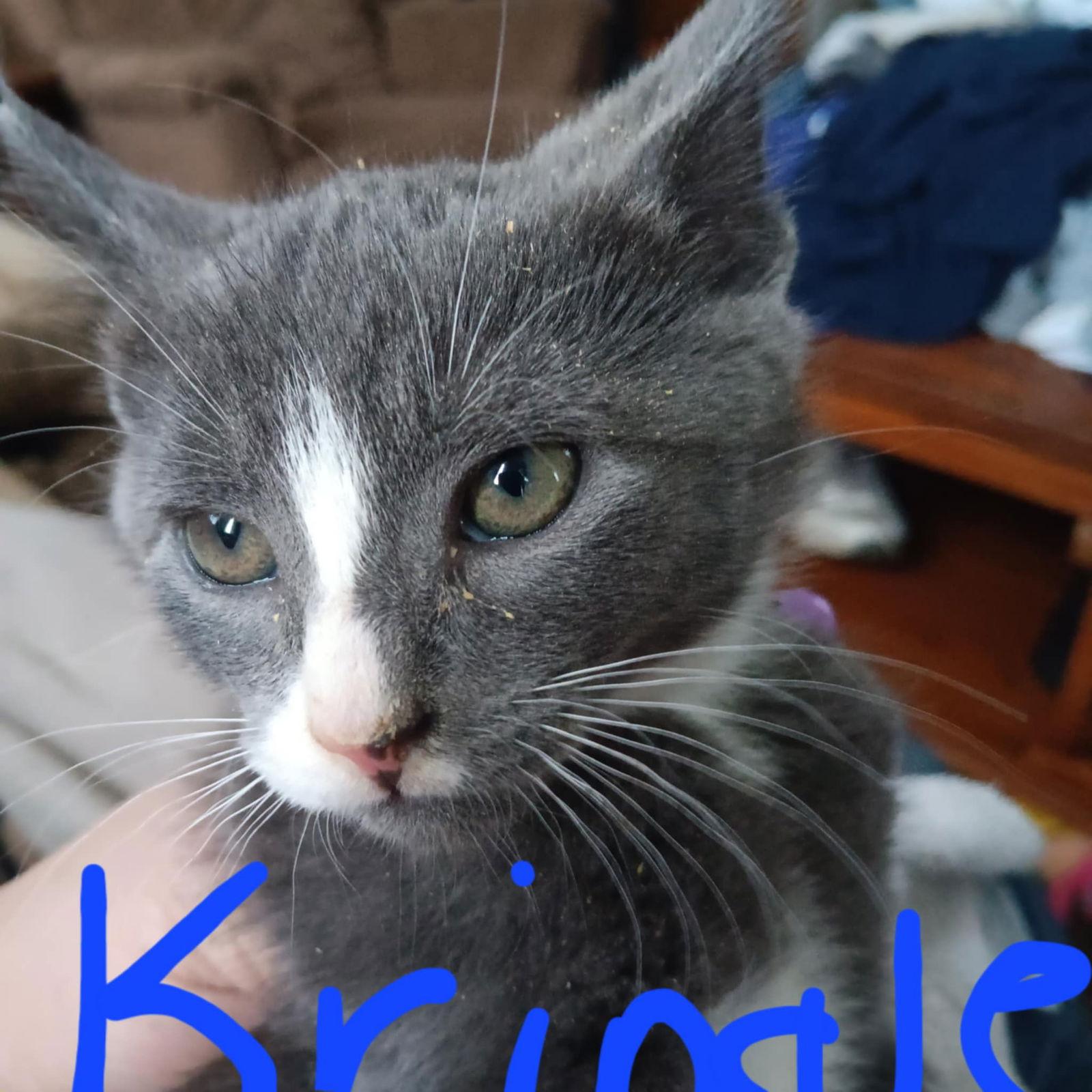 Enlarge Kringle - BC, a Adopted Domestic Short Hair in Clinton, MI image 1/1