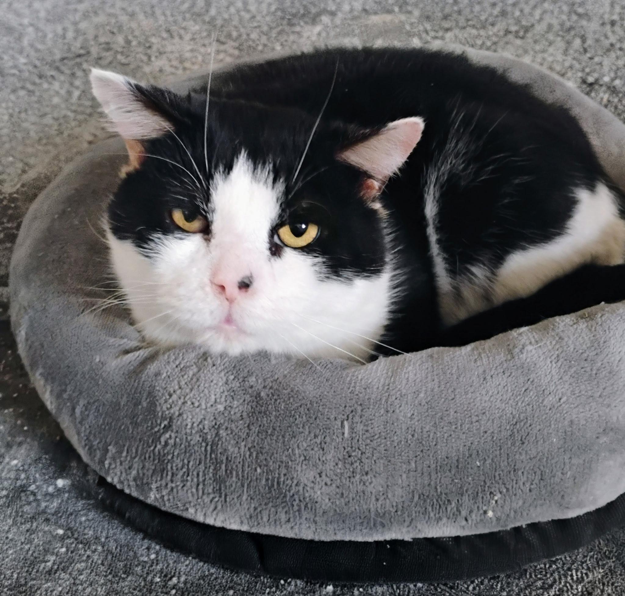 Buttons, ADOPTABLE, Adult Male Domestic Short Hair.