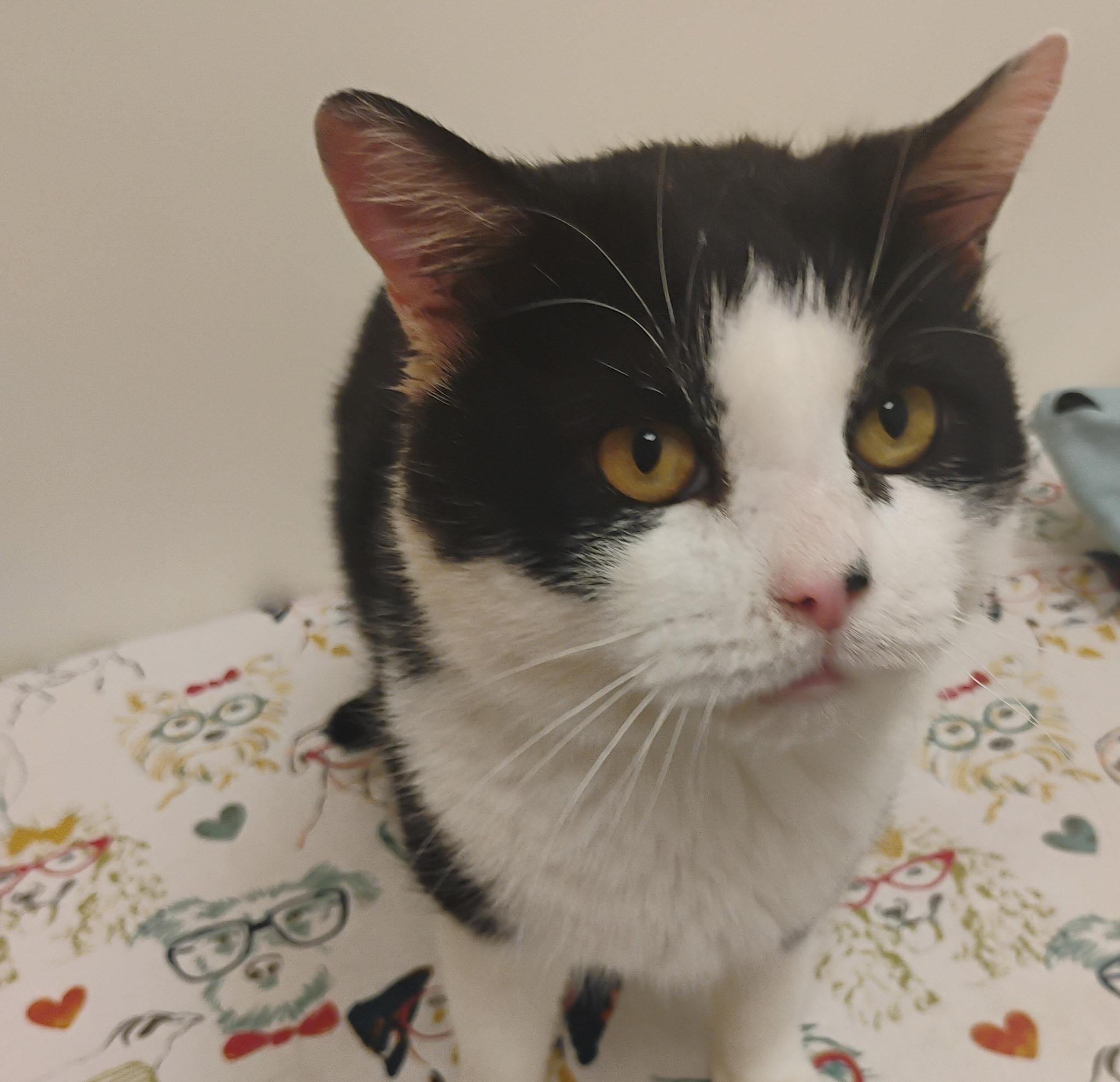 Enlarge Buttons, a ADOPTABLE Domestic Short Hair in Murfreesboro, TN image 2/2