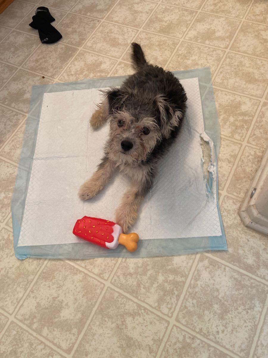 Gizmo, Adopted, Puppy Male Yorkie Poo.