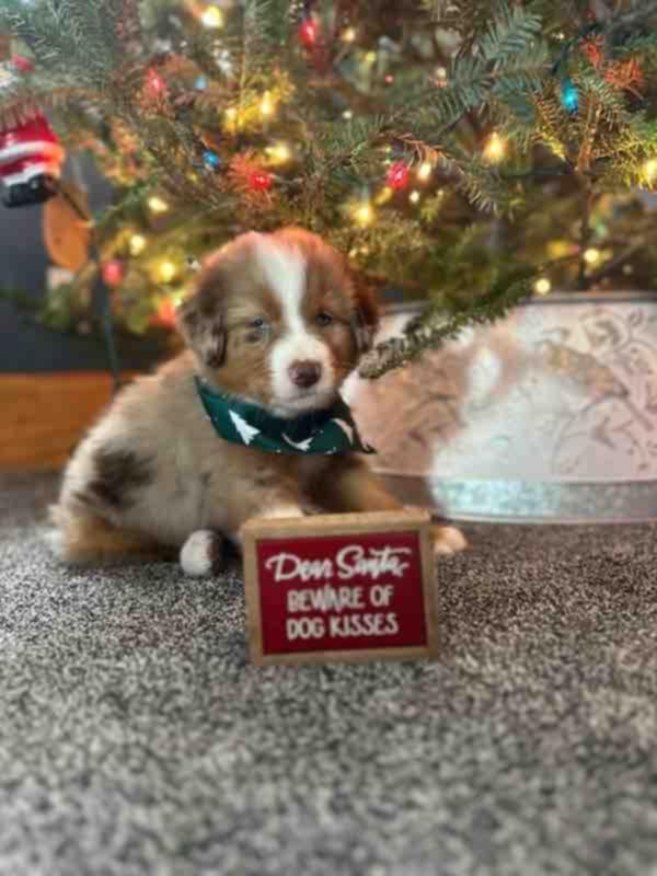 Enlarge Aussie Litter, a ADOPTABLE Australian Shepherd in Wurtsboro, NY image 2/6