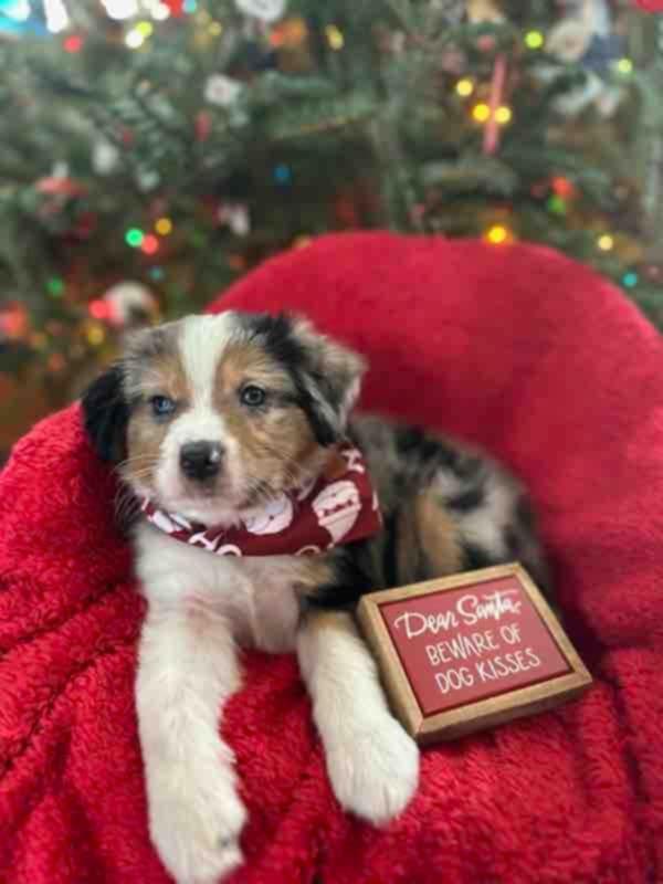 Enlarge Aussie Litter, a ADOPTABLE Australian Shepherd in Wurtsboro, NY image 6/6