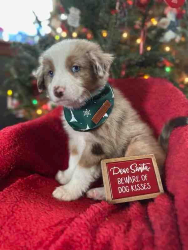 Enlarge Aussie Litter, a ADOPTABLE Australian Shepherd in Wurtsboro, NY image 3/6