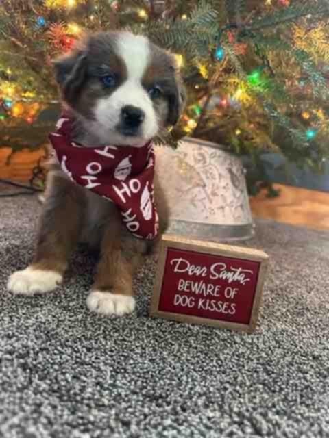 Enlarge Aussie Litter, a ADOPTABLE Australian Shepherd in Wurtsboro, NY image 5/6