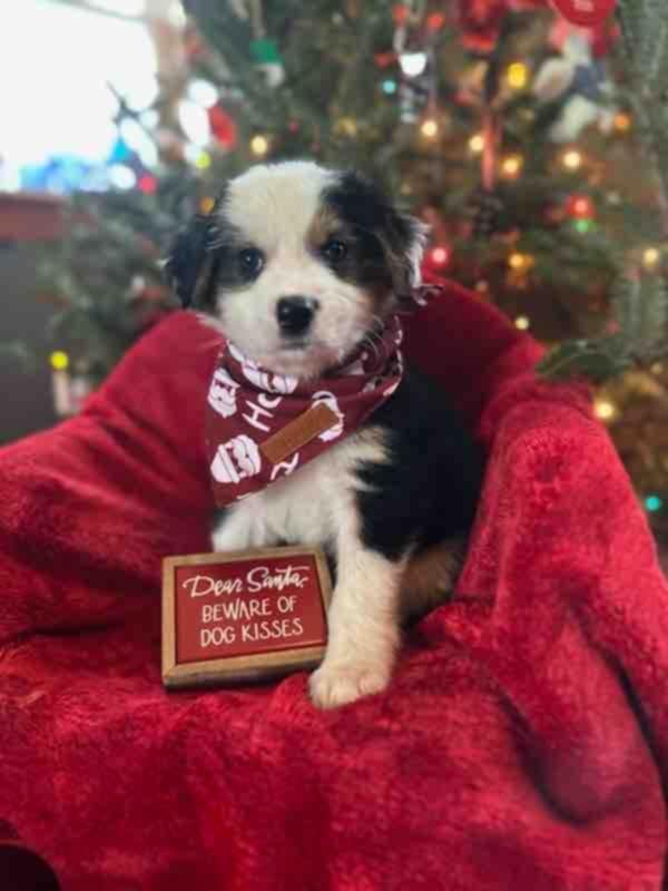 Enlarge Aussie Litter, a ADOPTABLE Australian Shepherd in Wurtsboro, NY image 4/6