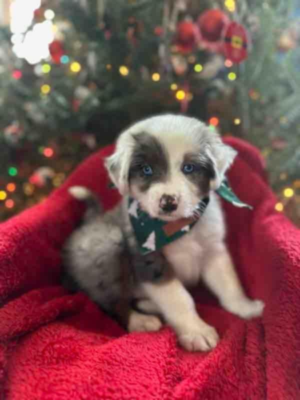 Enlarge Aussie Litter, a ADOPTABLE Australian Shepherd in Wurtsboro, NY image 1/6