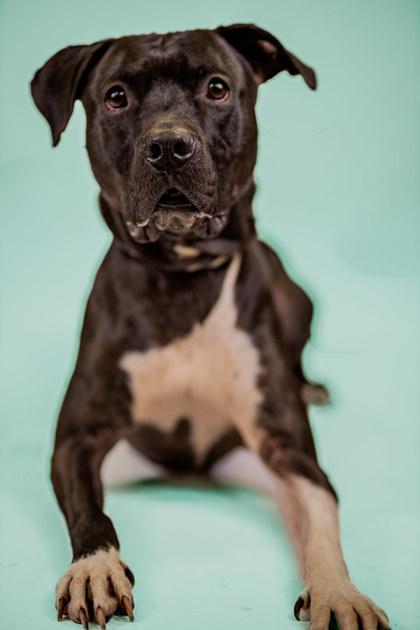 Achilles, Adoptable, Adult Male Pit Bull Terrier & Mixed Breed.