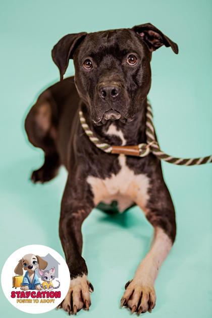 Achilles, Adoptable, Adult Male Pit Bull Terrier & Mixed Breed.