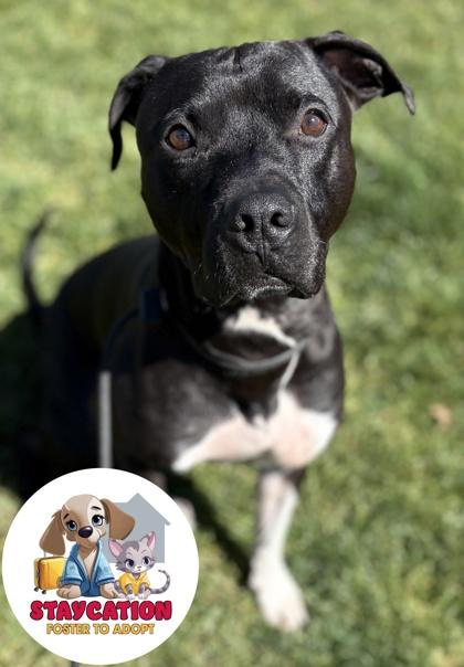 Achilles, a Adoptable mixed breed in Phoenix, AZ image 1/3