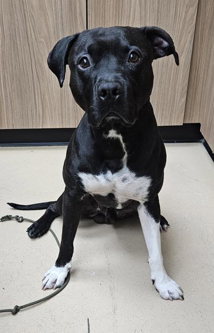 Enlarge Achilles, a Adoptable mixed breed in Phoenix, AZ image 3/3
