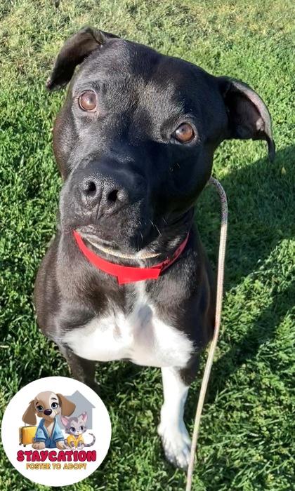 Achilles, a Adoptable mixed breed in Phoenix, AZ image 2/3