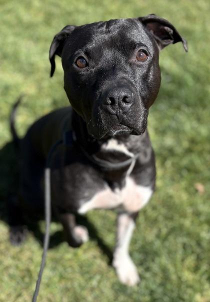 Achilles, a Adoptable mixed breed in Phoenix, AZ image 3/3