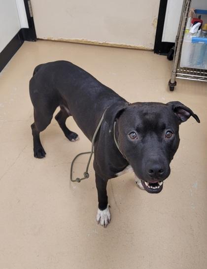 Enlarge Achilles, a Adoptable mixed breed in Phoenix, AZ image 3/3