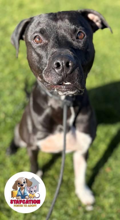 Enlarge Achilles, a Adoptable mixed breed in Phoenix, AZ image 3/3