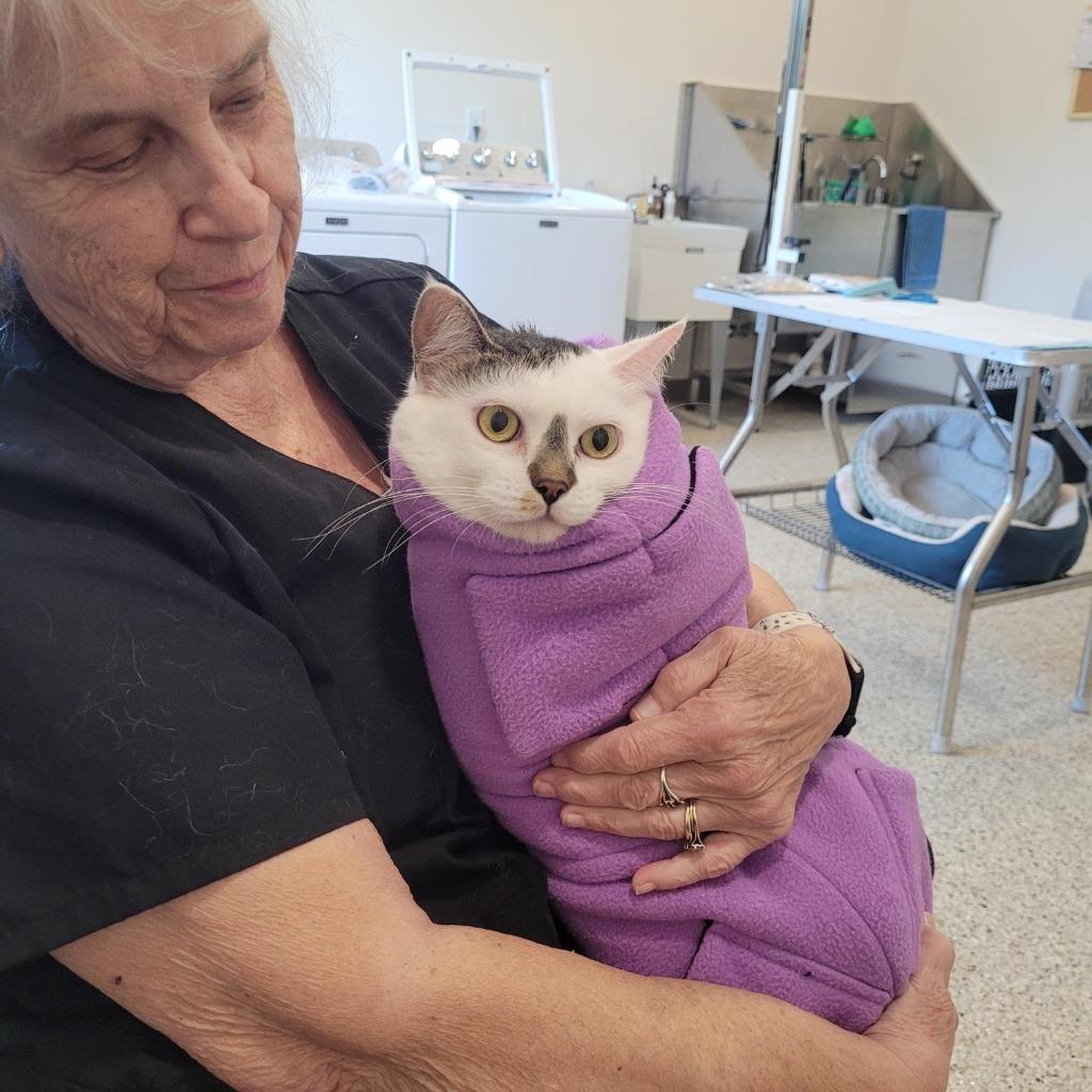 Chonkers, a Adoptable mixed breed in Grand Rapids, MN image 1/2