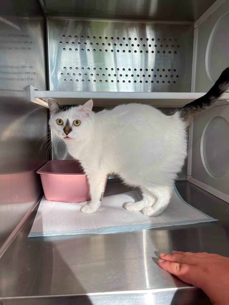 Chonkers, a Adoptable mixed breed in Grand Rapids, MN image 2/6