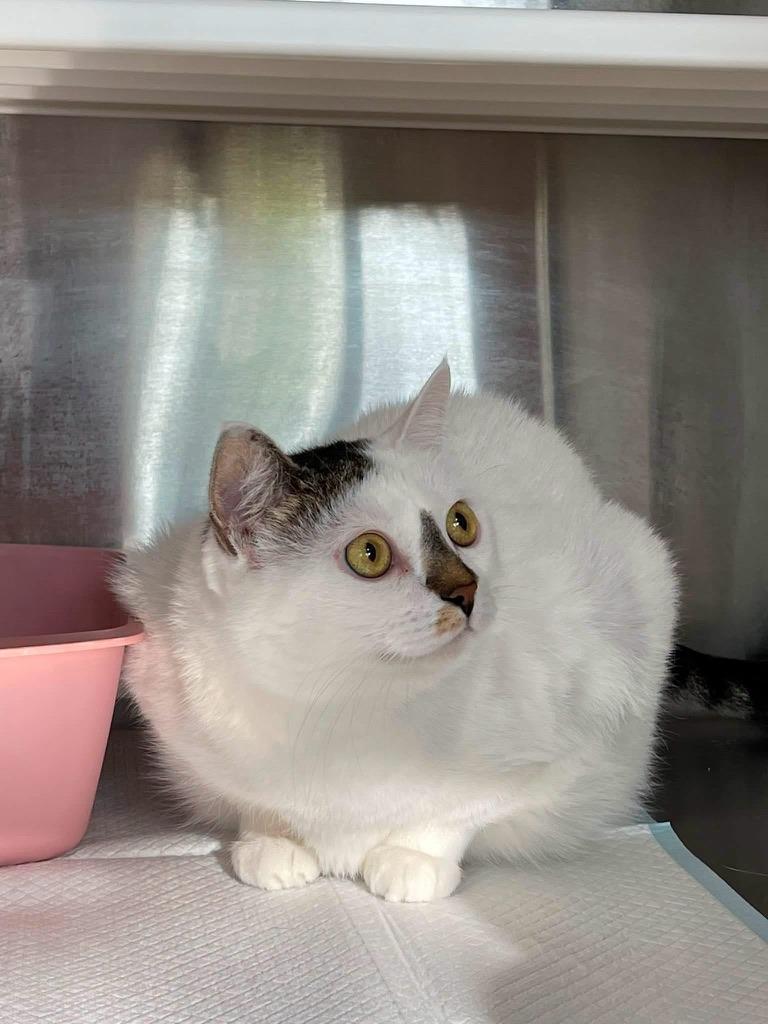 Chonkers, a Adoptable mixed breed in Grand Rapids, MN image 3/6