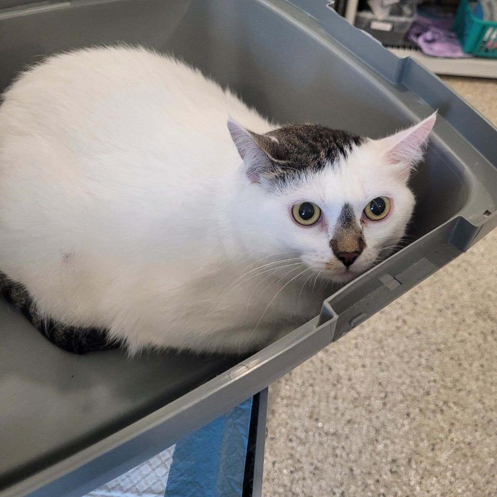 Chonkers, a Adoptable mixed breed in Grand Rapids, MN image 2/2