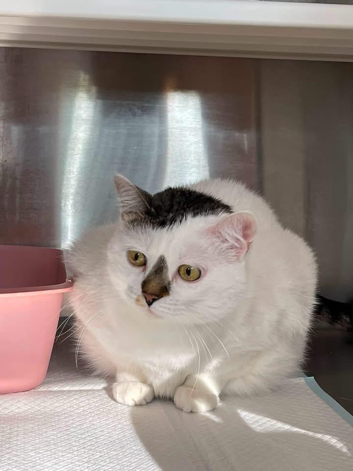 Chonkers, a Adoptable mixed breed in Grand Rapids, MN image 5/6
