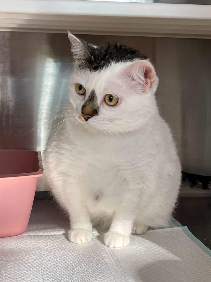 Chonkers, a Adoptable mixed breed in Grand Rapids, MN image 6/6
