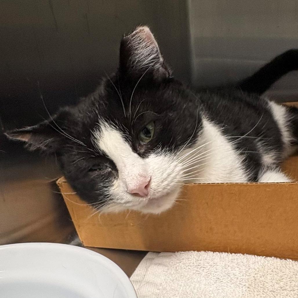 Ashlee, Adoptable, Adult Female Domestic Short Hair.