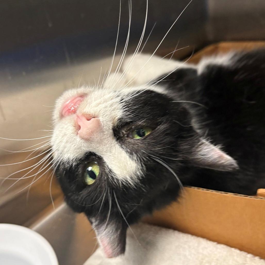 Enlarge Ashlee, a Adoptable Domestic Short Hair in East Hanover, NJ image 2/6