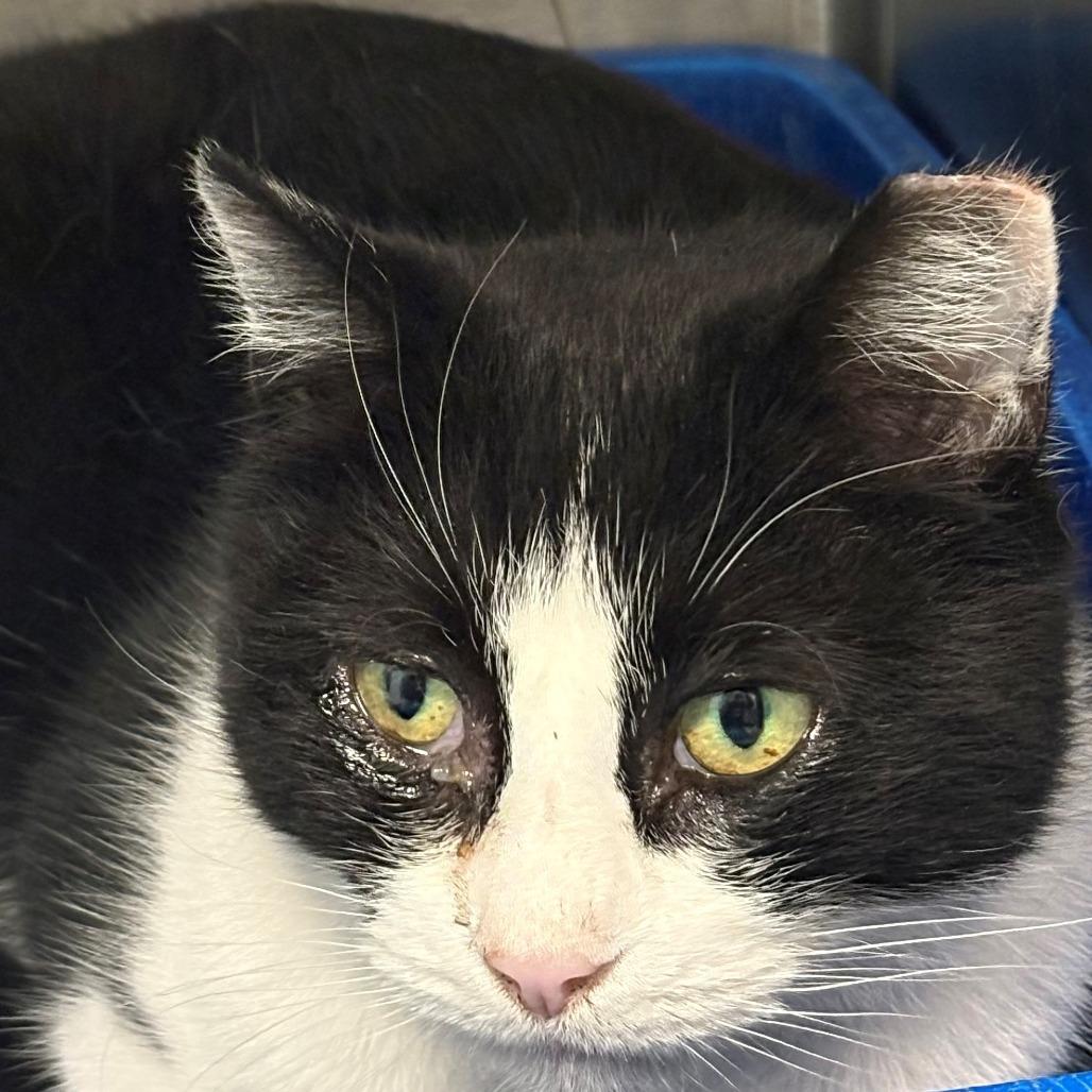 Enlarge Ashlee, a Adoptable Domestic Short Hair in East Hanover, NJ image 1/1