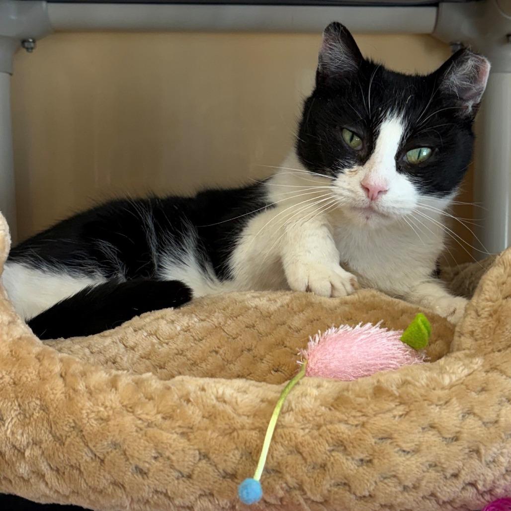 Enlarge Ashlee, a Adoptable Domestic Short Hair in East Hanover, NJ image 5/6