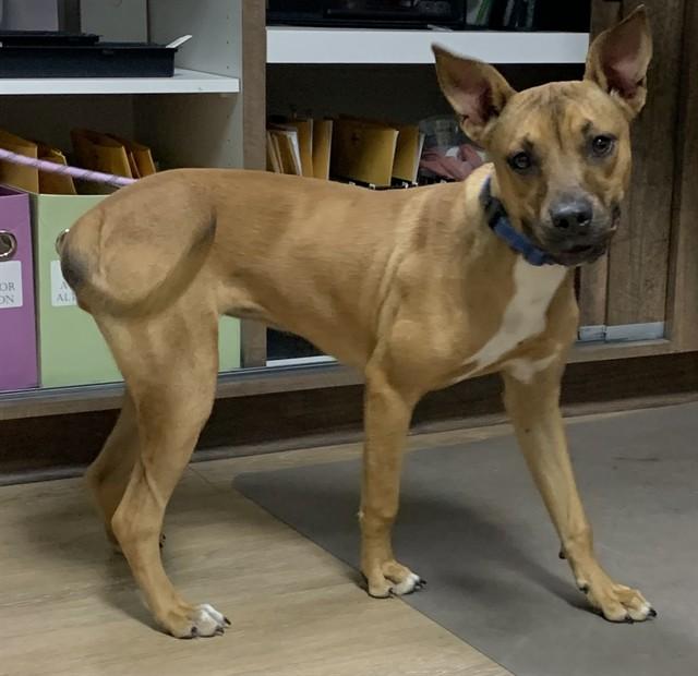 BROOKE, Adoptable, Young Female Black Mouth Cur & Pit Bull Terrier.