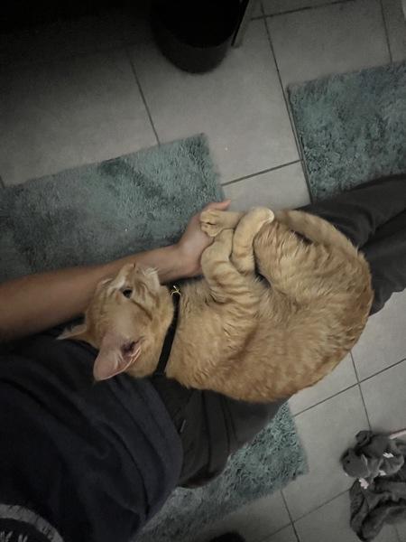 Gemini — thumbnail 3