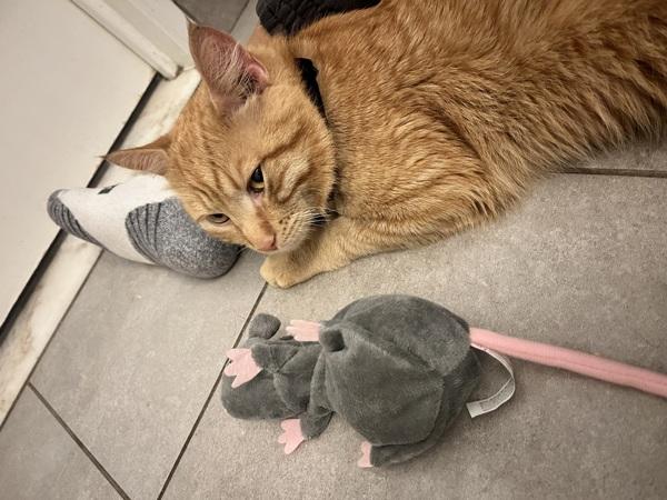 Gemini — thumbnail 4