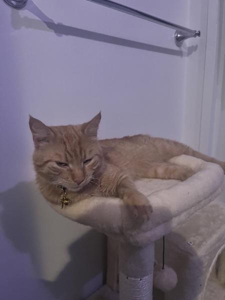 Gemini — thumbnail 6