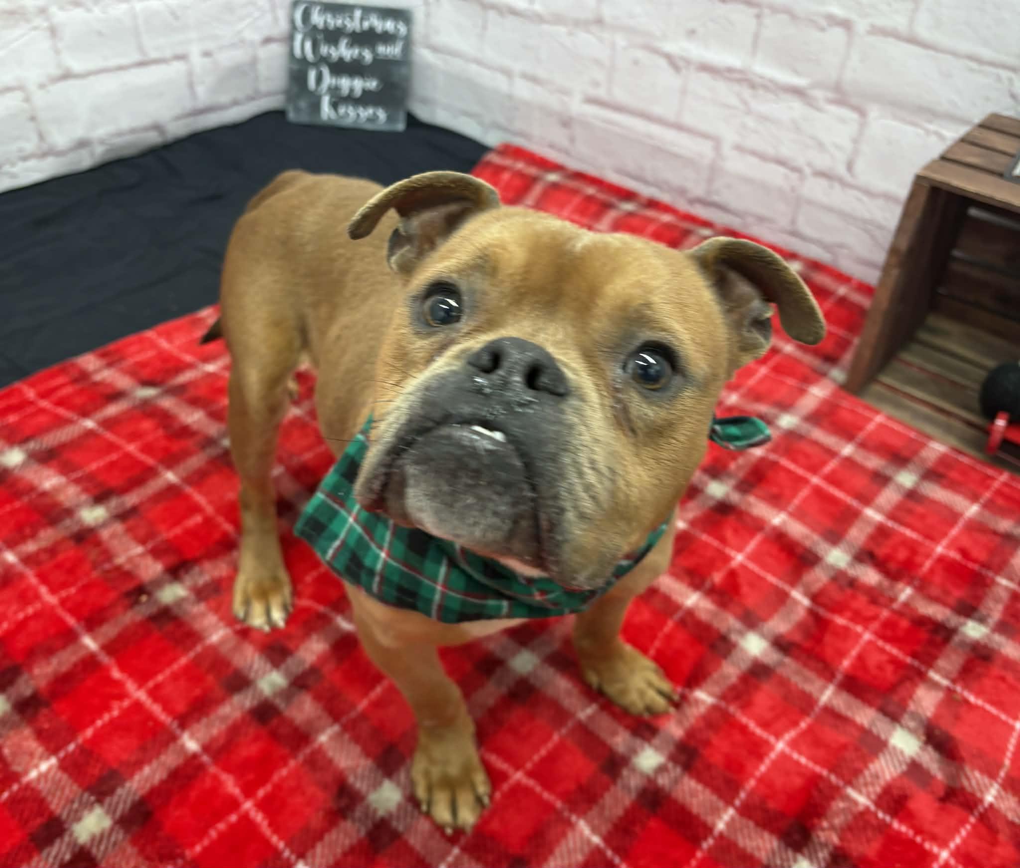 Enlarge Alfie, a Adoptable mixed breed in Oxford, MI image 3/4